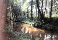 Azur in the Landes forest