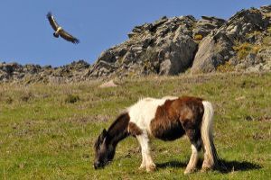 Pottock, small basque horse on the Rhune mountain/©/CG64-JM pottock, small basque horse on the Rhune mountain/©/CG64-JM