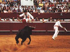 Course landaise in the landes Photo Jean Philippe Plantey Course Landaise landes sud ouest (Photographie Jean Philippe Plantey)