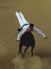 Course landaise Photo Jean Philippe Plantey Course Landaise landes sud ouest (Photographie Jean Philippe Plantey)