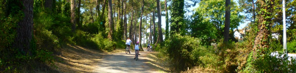 Chiberta forest in Anglet